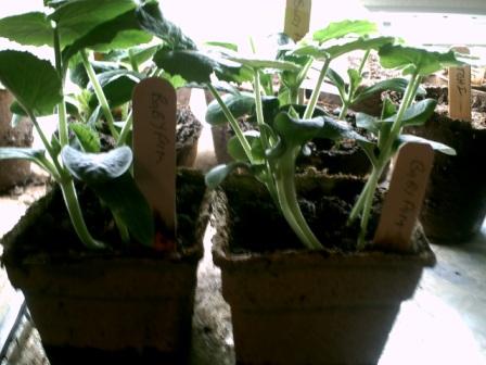 Pumpkin seeds started in doors.