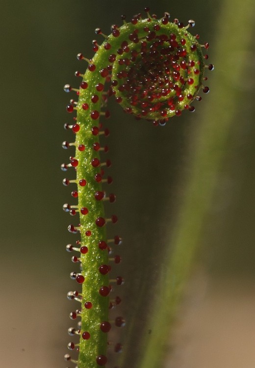 Detail on Portuguese sundew leaf and its mucilaginous glands.