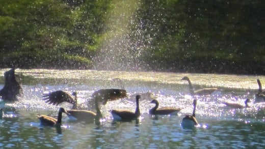 Battle for Pond Space