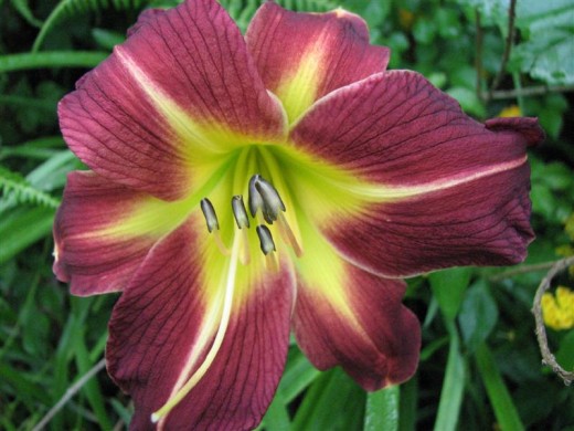 Daylilies are hardy perennials that do well in our southern heat and humidity.