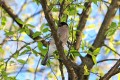 A Short Story About Birds