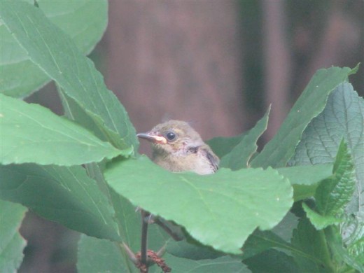 The last of the 2nd brood, peeking out from the Carolina Allspice bush.