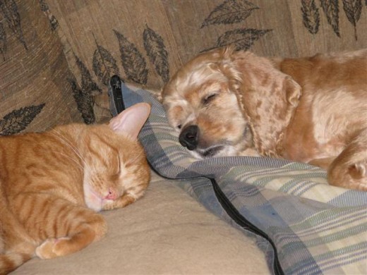2nd Chance and I nap on the couch.