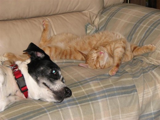 Rio, the head dog and I often share long naps on the couch.