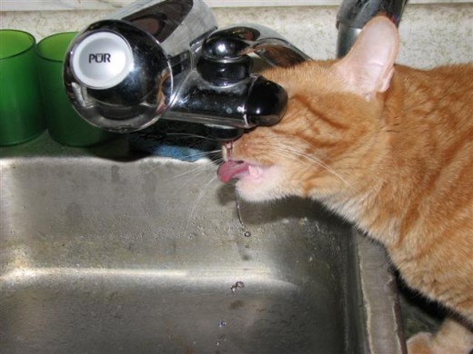 I so love a long drink of fresh water, straight from the faucet. My human got a fountain for me, but it's not the same.
