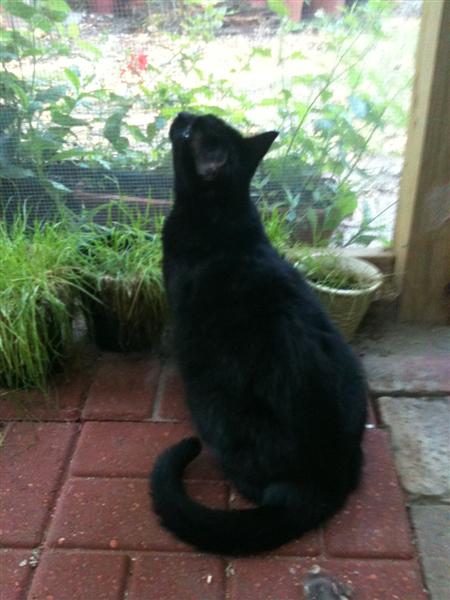Little Pepper is so glad to be inside that she refuses to try to escape.  Even when the door is ajar.