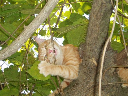 Up a tree in no time! I told the woman I could handle myself.
