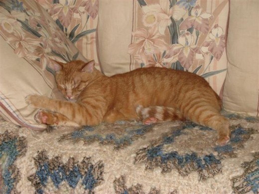 I sleep where ever I want.