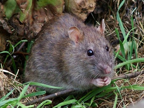 Wild Rat