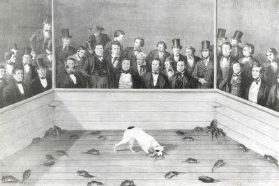 Rat Baiting
