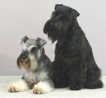 Miniature Schnauzers with Traditional Grooming.  Picture from Google Images.