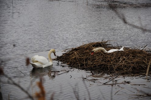 Swans building a nest at Harkness