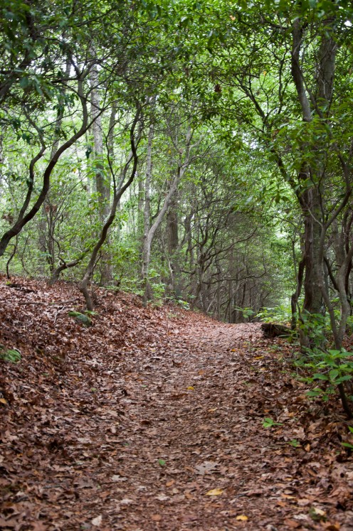 A traditional dirt and leaf trail at Rocky Neck State Park, CT