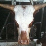sheepstress profile image