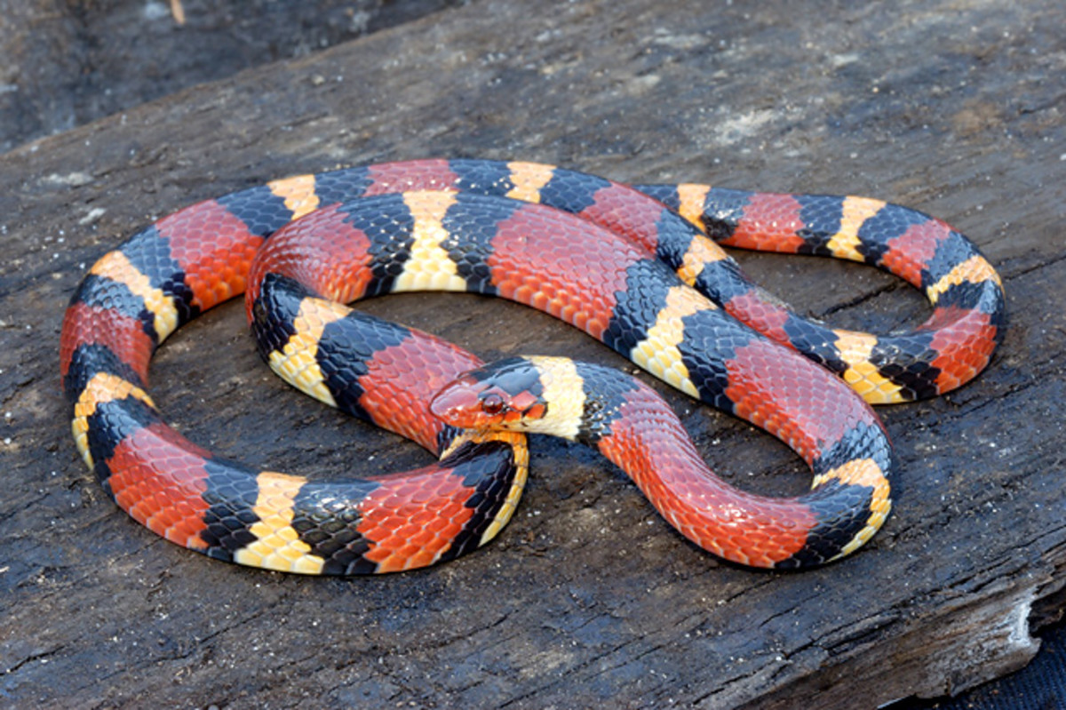 The King Snake, America's Pet Snake That Eats Venomous 