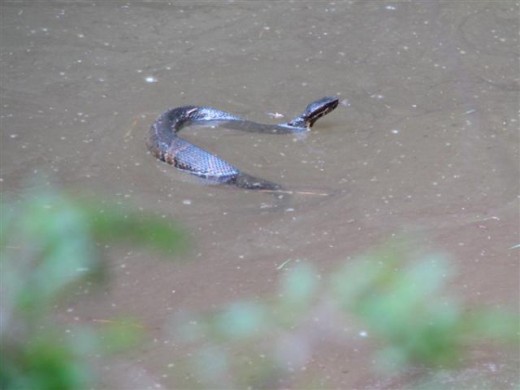 Cottonmouth in the Creek