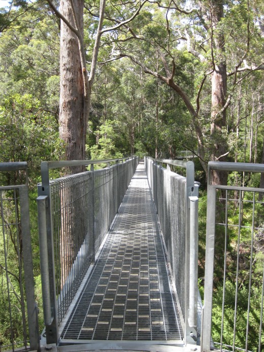 From the treewalk 