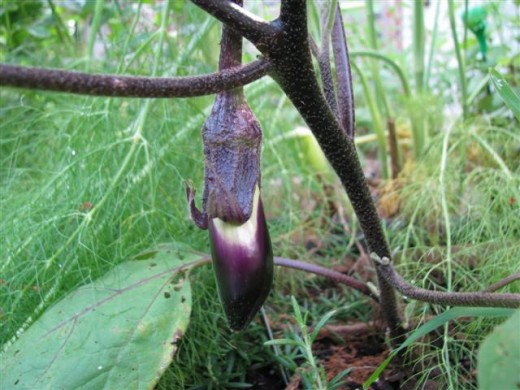 My favorite eggplant, long Ichiban eggplant are tender and delicious.