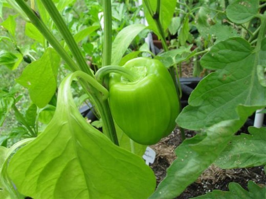 Golden Bell Pepper, one of the holy trinity of Cajun cooking.