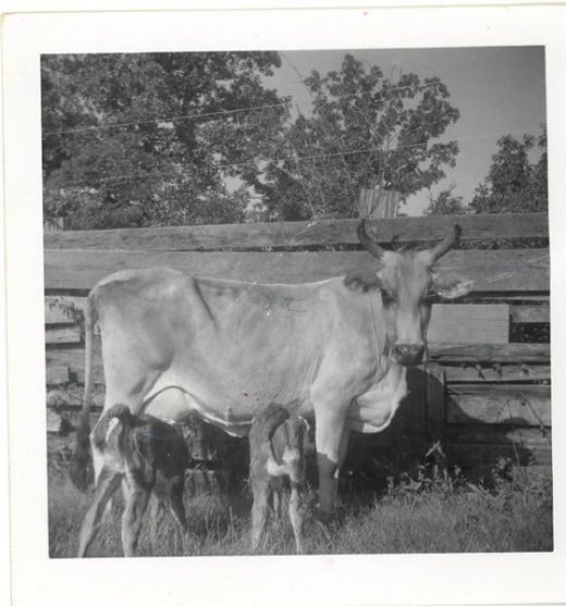 A part brahman cow with part hereford twin calves. 