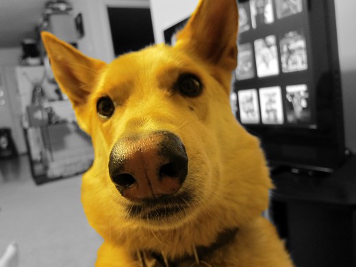 I didn't do anything today, so I took a picture of Busa.