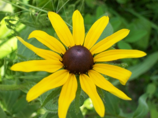 Rudbeckia is a wildflower from the Midwest. It is easily grown in gardens. 