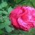An American Rose at home (Photo by Travel Man) An American Rose at home (Photo by Travel Man)