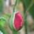 A Rose Bud (Photo by Travel Man) A Rose Bud (Photo by Travel Man)