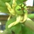 Papaya flowerette with its fruit (Photo by Travel man) Papaya flowerette with its fruit (Photo by Travel man)