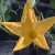 Yellow squash flower (Photo by Travel Man) Yellow squash flower (Photo by Travel Man)