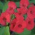 Red Euphorbia flowers (Photo by Travel Man) Red Euphorbia flowers (Photo by Travel Man)