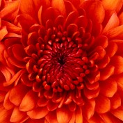 Rosemary Edwards profile image