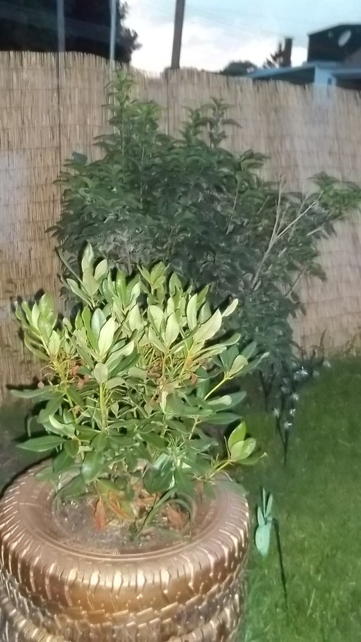 Rhododendron and Lilac Bushes
