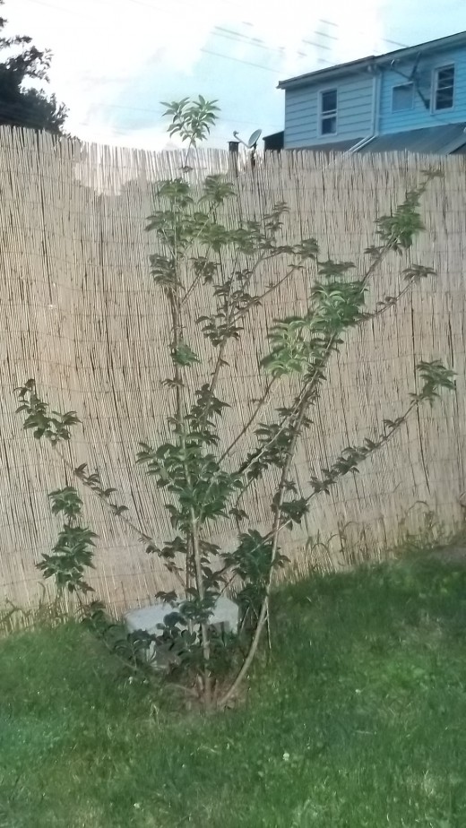 Azelia type bush