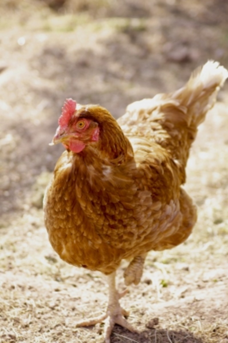 What will you do if your constable calls to tell you there is a chicken in your tenant's apartment?