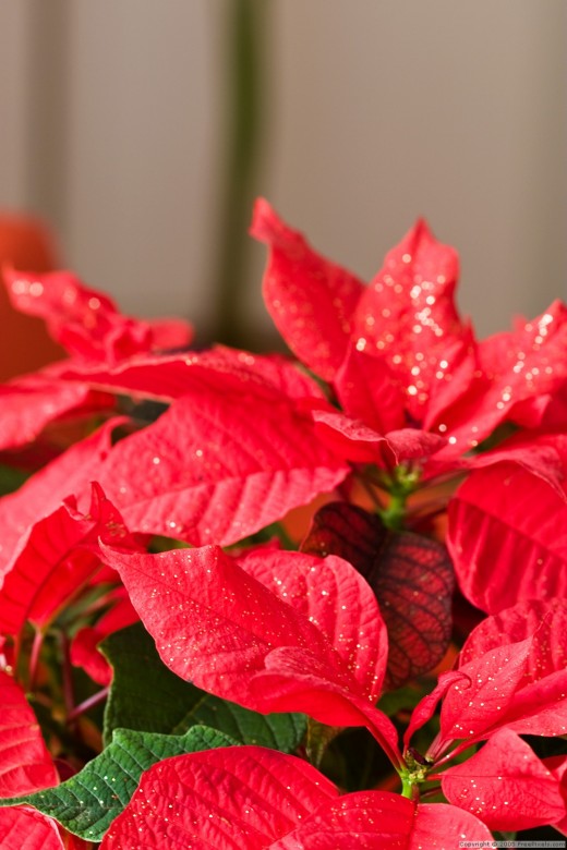 Poinsettia