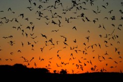 Goin' Batty: Cool Bats That Rule the Night