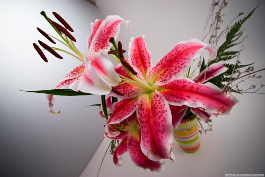 Lilies