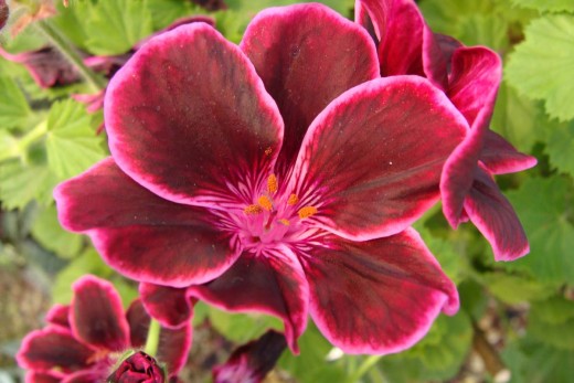 Pink flowers