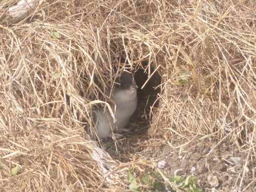 A penguin chick in its burrow