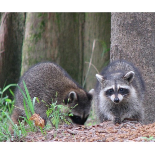 A Pair of Raccoons in south Louisiana.