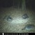 The beavers and raccoons eat alongside each other. This female raccoon is edgy because of the kits.