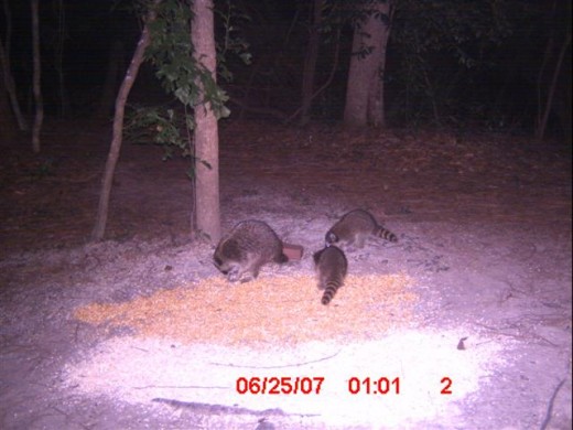 Mom Raccoon is having a hard time keeping these youngster on task.