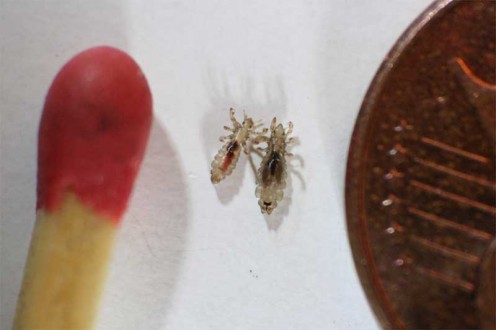 size of lice compared to a match head
