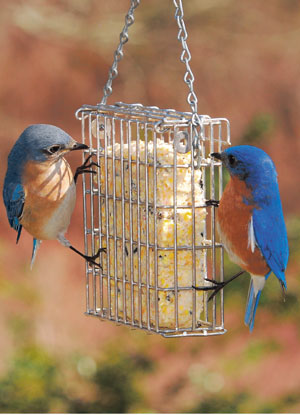 Suet Feeder