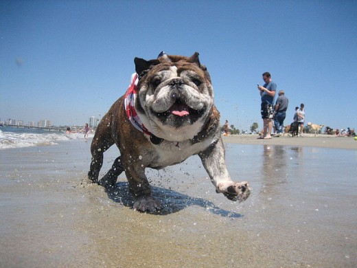 Bulldog Rosie at the beach