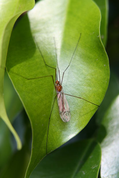 Best remedies for mosquito bites