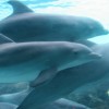 Bleusapphire profile image