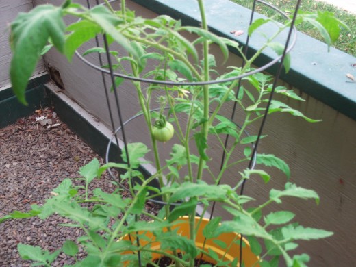 Yellow blossoms on the tomato plant will hopefully mature into tomatoes.