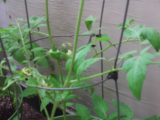 The tomato cage helps to stabilize the tomato plants in the container.